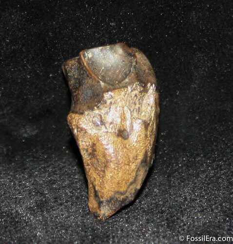 Inch Long Triceratops Tooth #1134